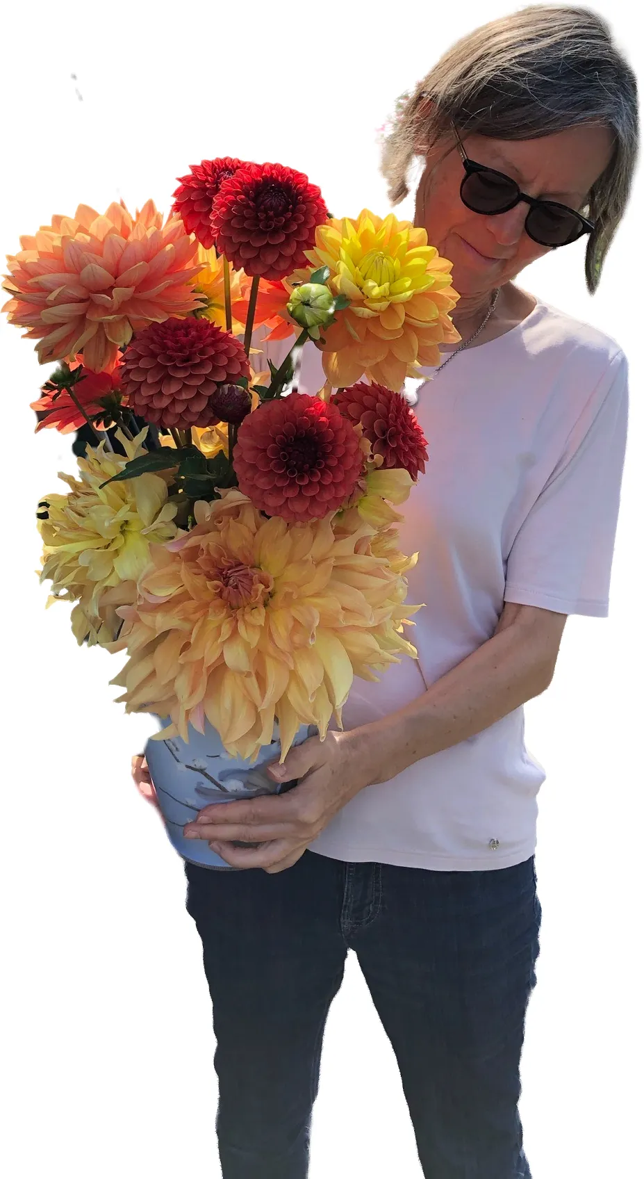 Plukning mellem rækkerne af dahlias