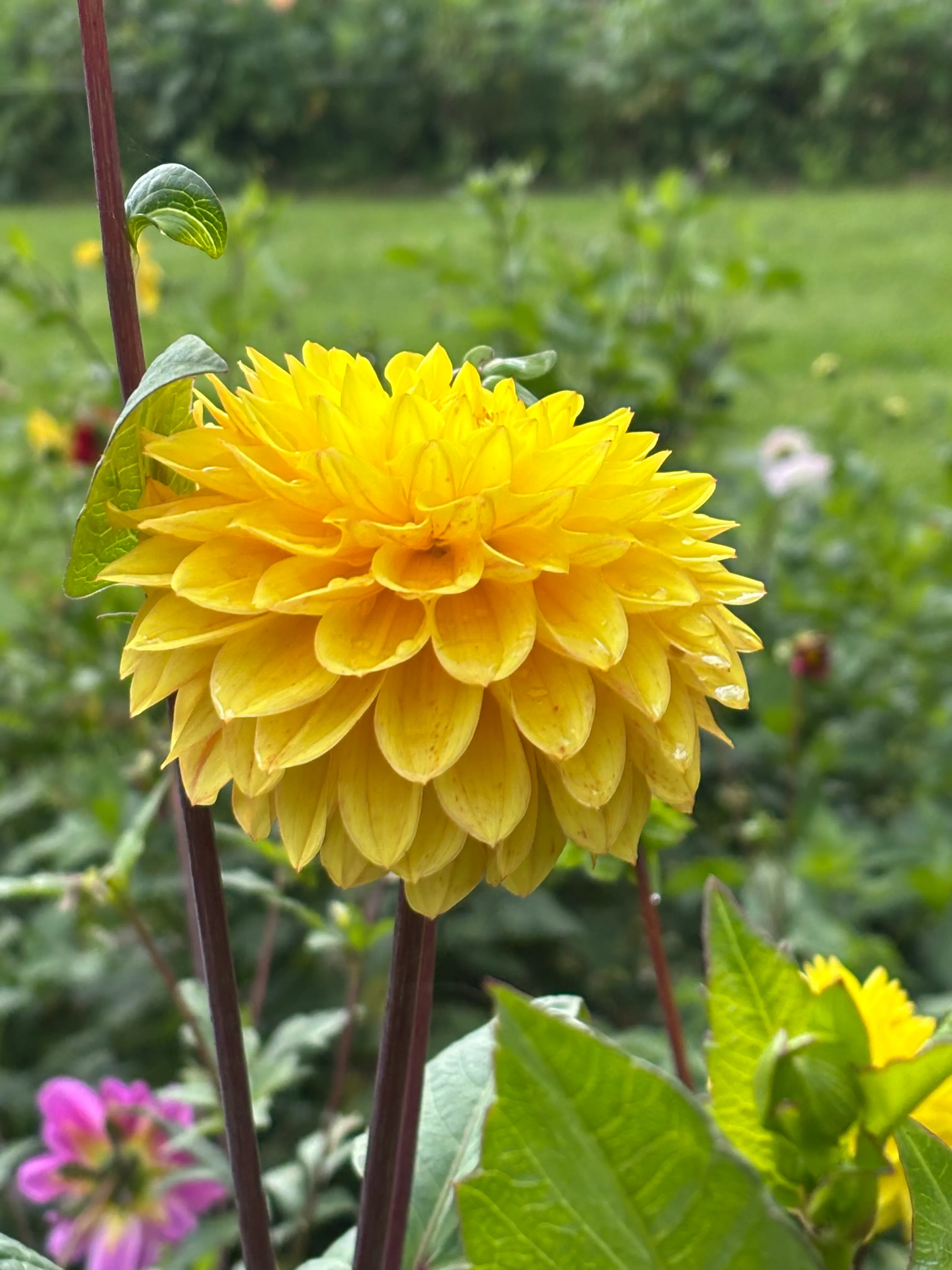 Familien bag PlukSelvDahlia