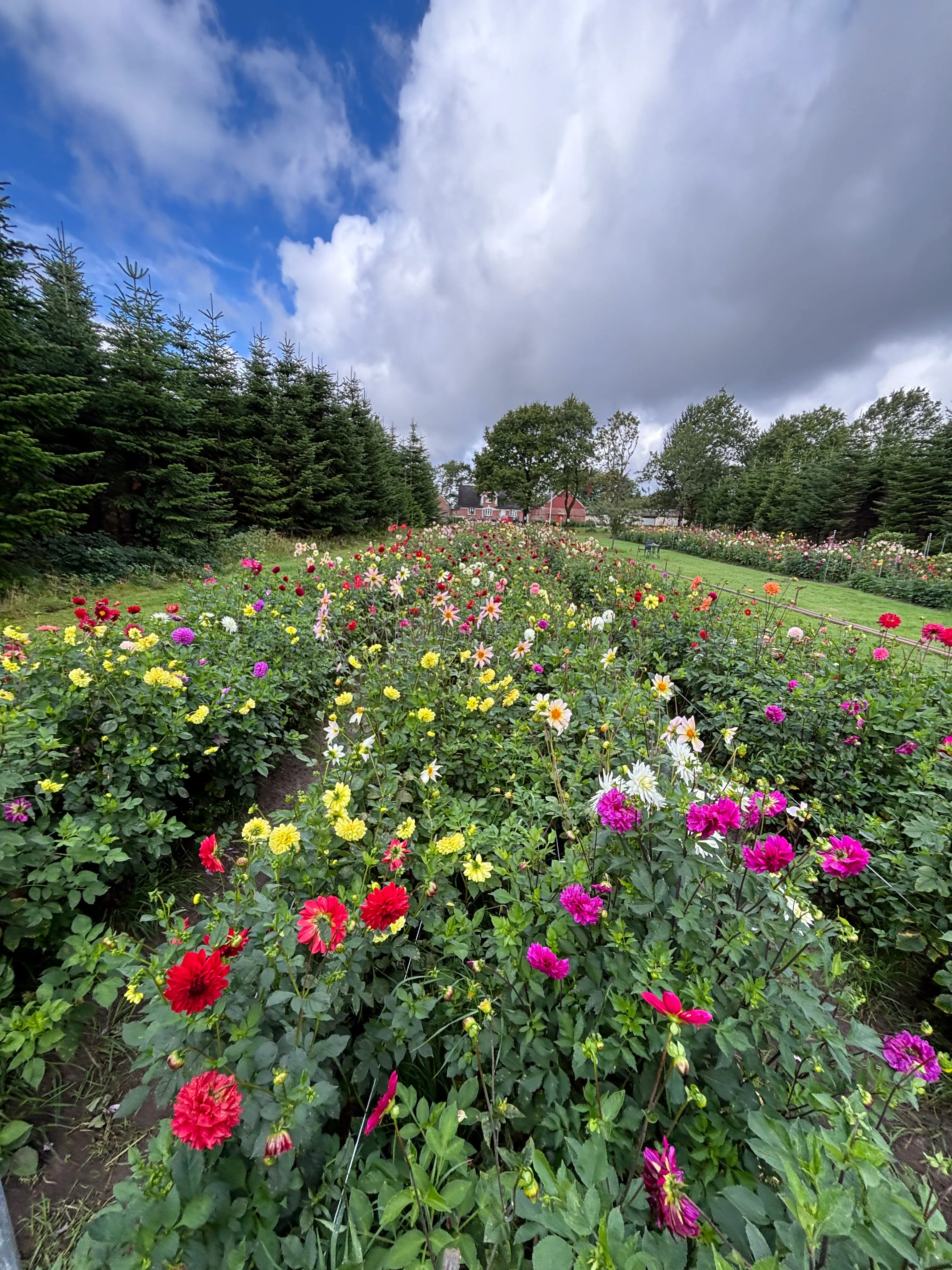 Dahlias fra marken · Vælg dine favoritter