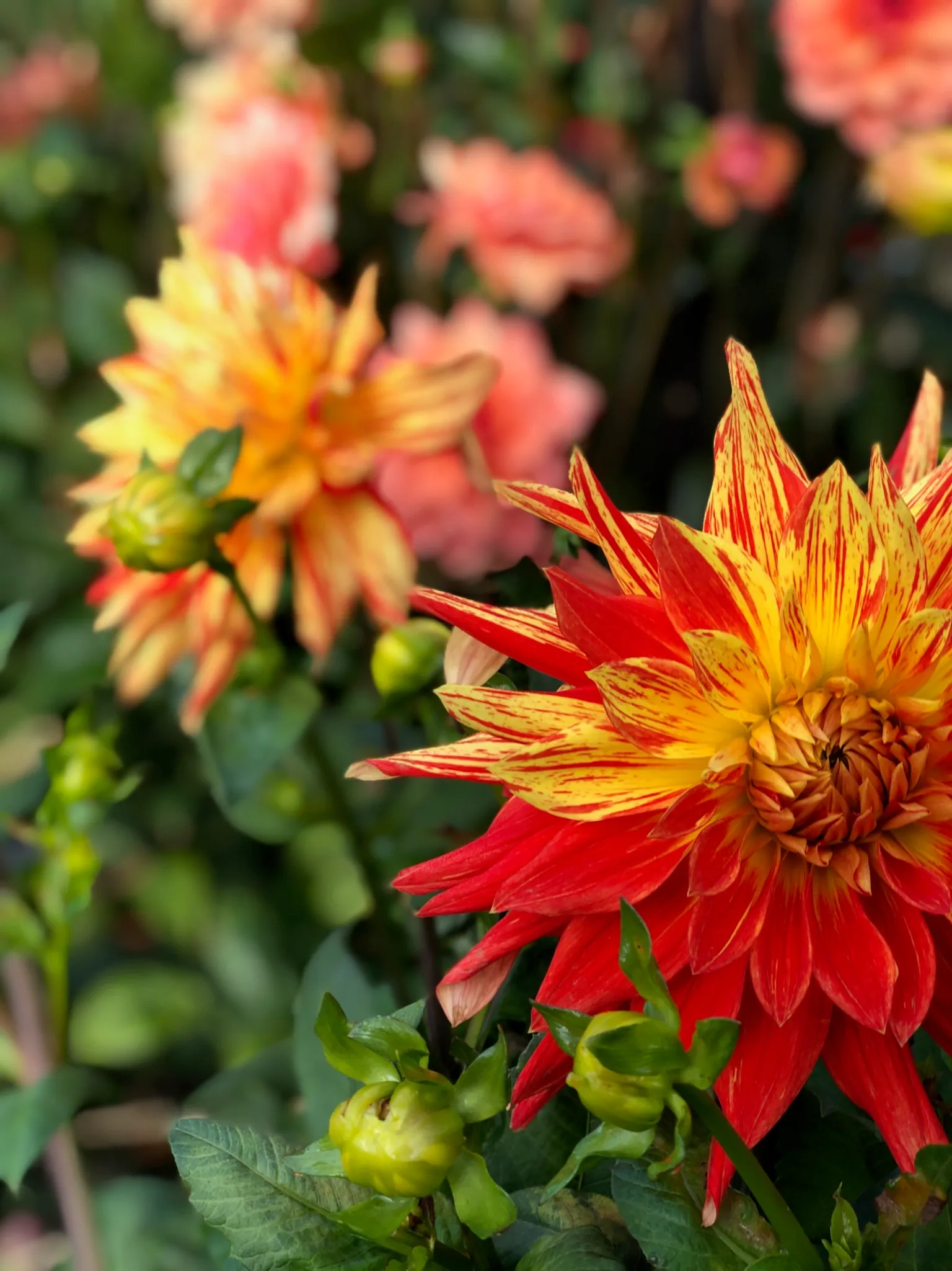 Dahlias fra marken · Bind buketten selv