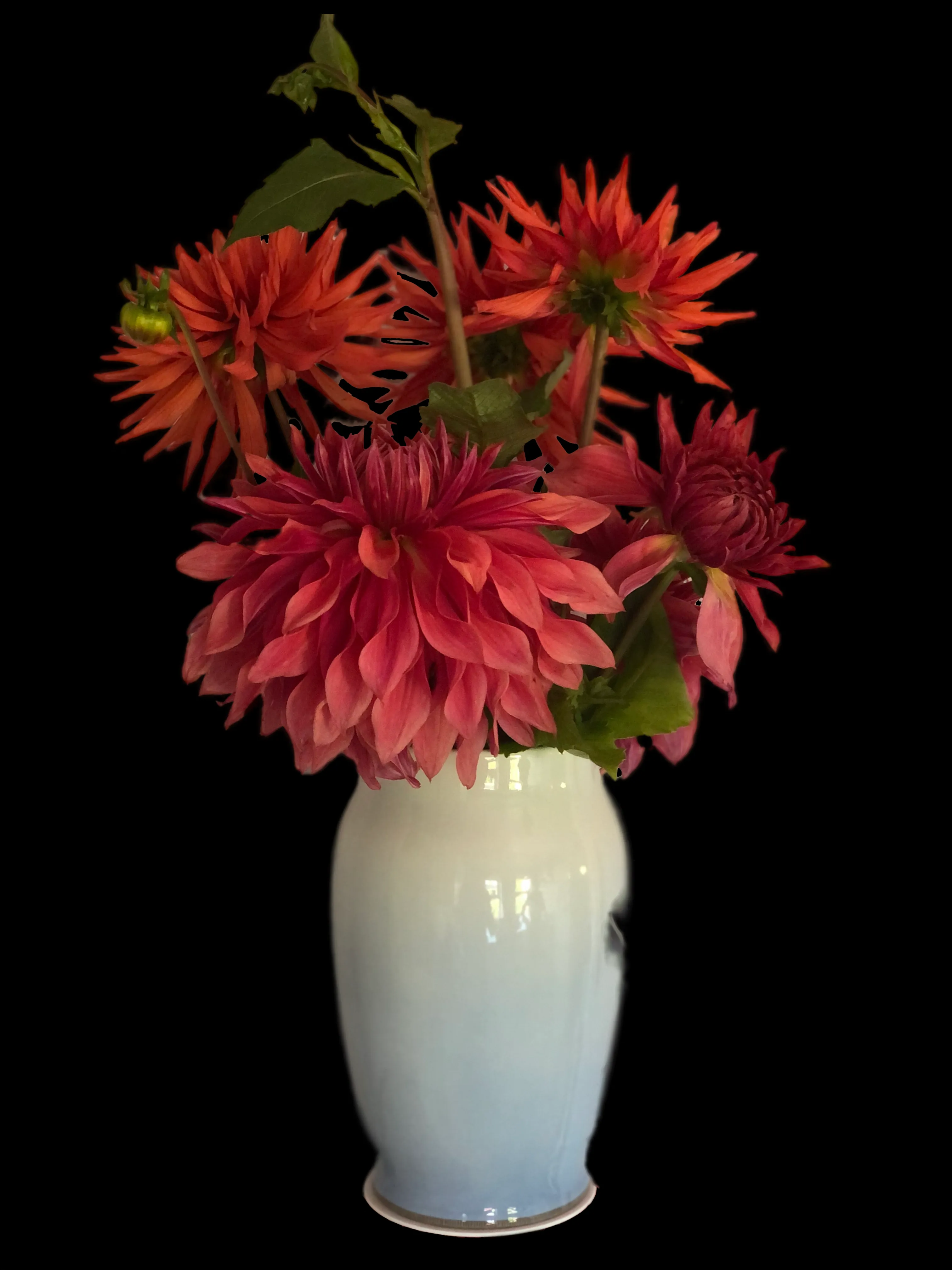 Dahlias på gaver